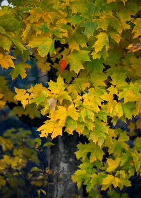 autumn tree