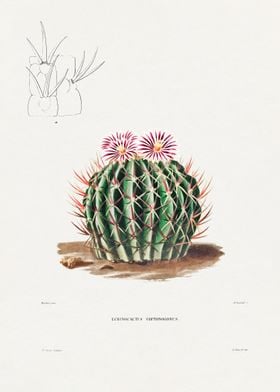 Echinocactus Coptonogonus