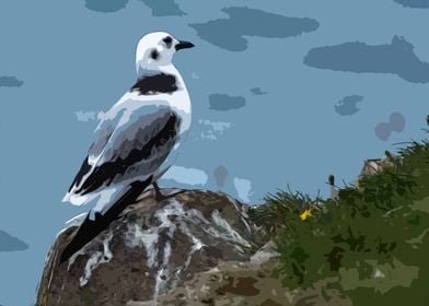 Pondering Gull