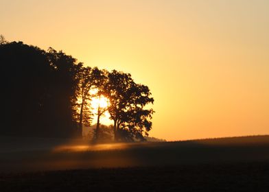 Sunrise Morning Tree