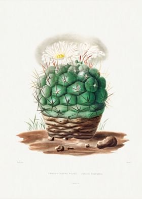 Echinocactus 