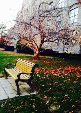 Bench Tree