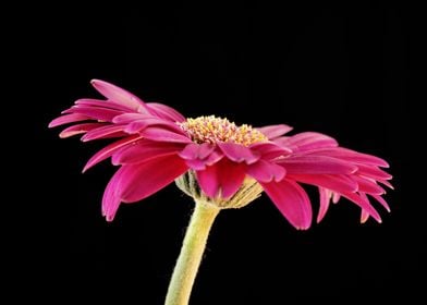 Gerbera Flower