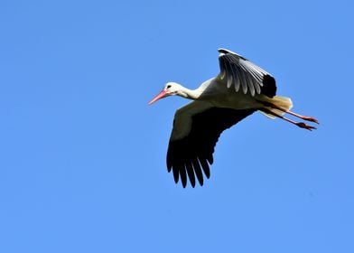 Stork