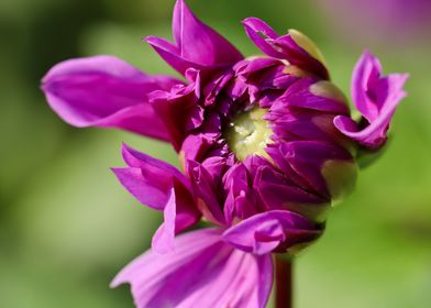 Magenta Dahlia