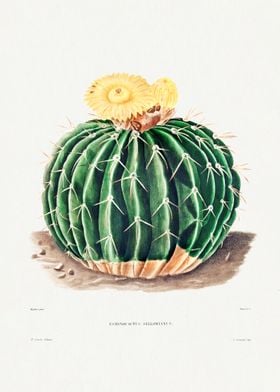 Parodia Sellowii 