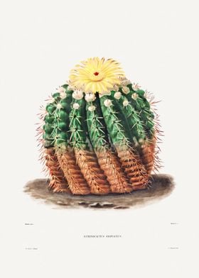 Golden Barrel Cactus