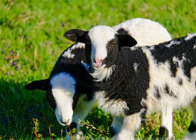 Cute Lamb