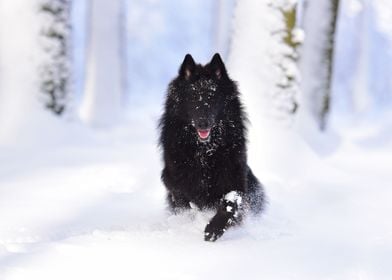 Black Wolf