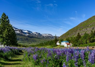 Iceland Landscape