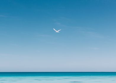 Bird in Blue Serenity