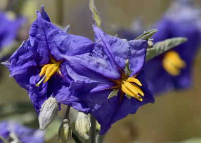 Purple Flowers