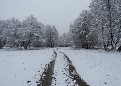 Winter scenery after snow