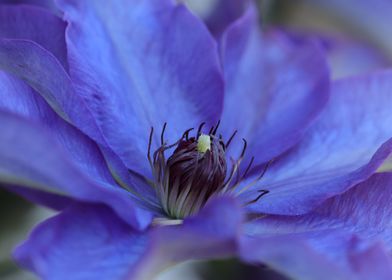 Clematis Flower