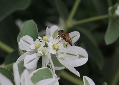 Bee and the flower