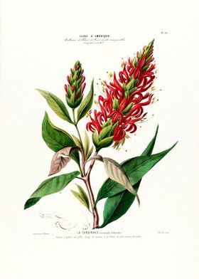 La Cardinale Vintage Flora