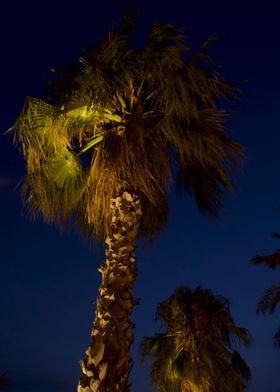 Barcelona Seaside Palms