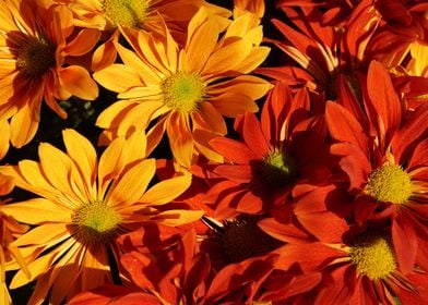 Autumn Flowers