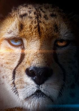 wild cheeta face blue eye 