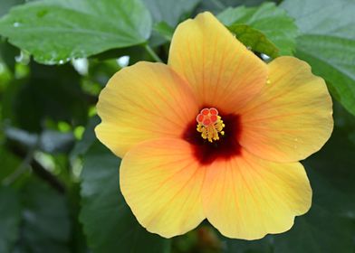 Hibiscus Flower