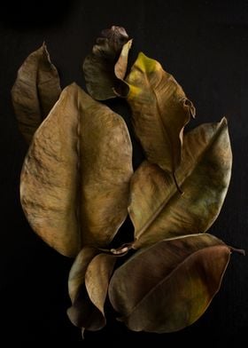 Dry ficus leaves