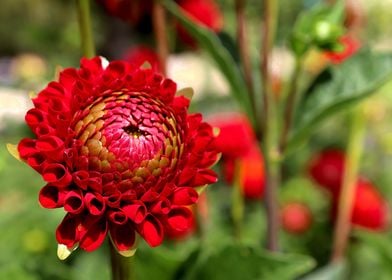 Red Dahlia