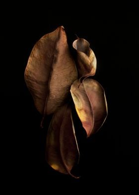 Dry ficus leaves