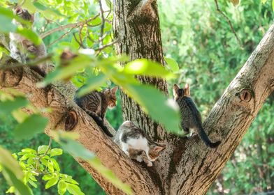 Cats on the tree