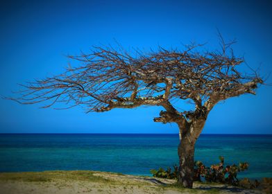 Cuba Beach