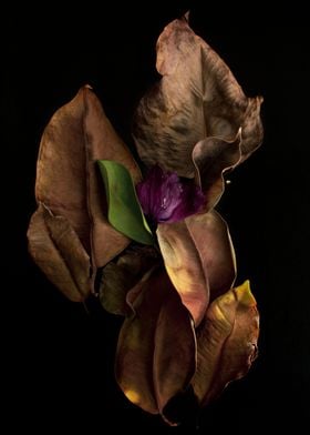 Dry ficus leaves