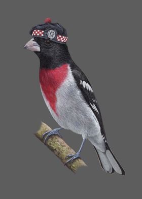 Rose breasted Grosbeak