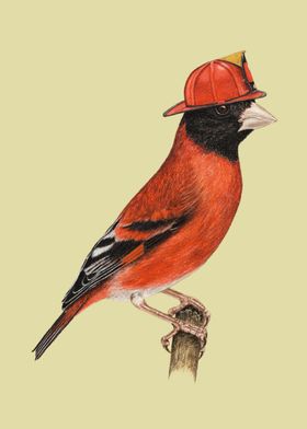 Red siskin