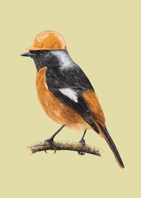 White winged redstart