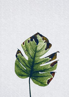 Single Monstera Leaf