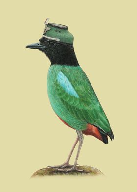 Hooded pitta