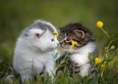 Cute Kittens