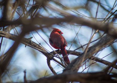 Northern Cardinal