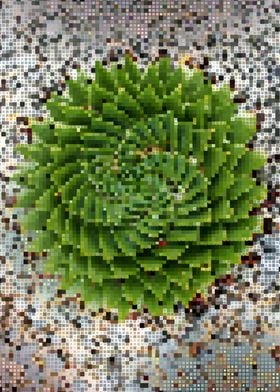 Big green spiral cactus