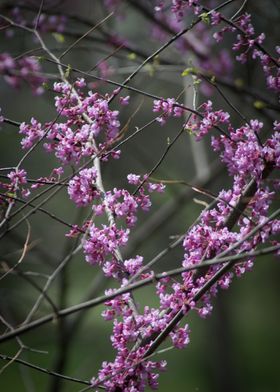 Spring blossom