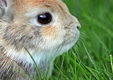 Dwarf Rabbit