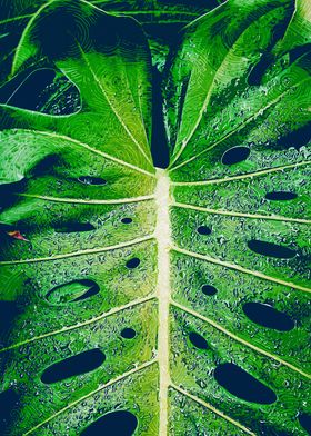 Monstera Leaf CloseUp Dew