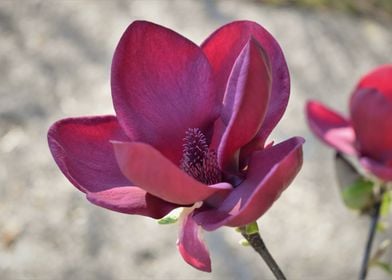 Magnolia Flower