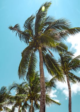 Palms in Bali