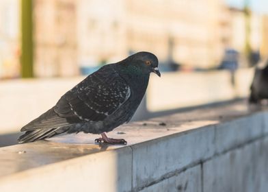 Pigeon on the ledge
