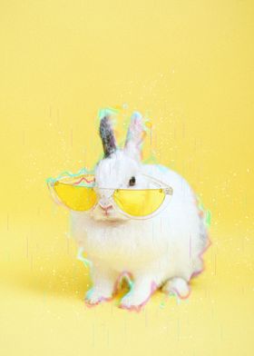 Cool rabbit