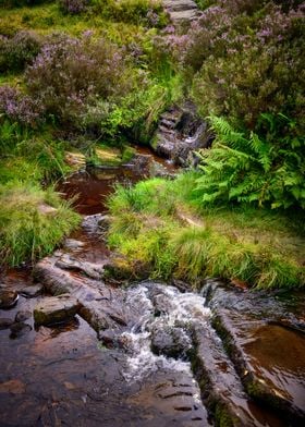 Nature Landscape