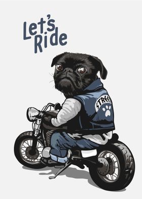 Funny Pug lets ride 
