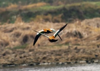 Ruddy Shelducks