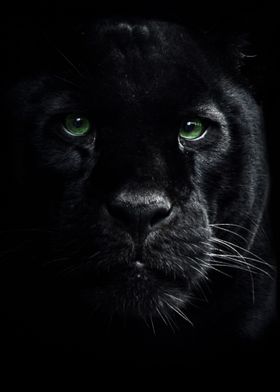 wild black panther face