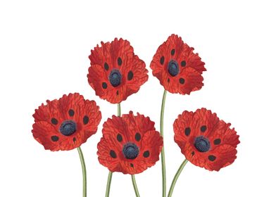 Poppies Flowers red 